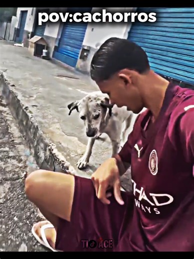 Cachorro: Susto da poh$ #meme #humor #Cachorro #bichos