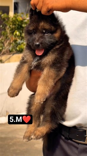 Contact 8810623046 Top Quality German Shepherd Puppy Strong Bone Active Guard Line #gsdlover #gsd