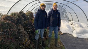 Ils recyclent les chrysanthèmes des cimetières pour les sauver de la déchetterie - RTBF Actus