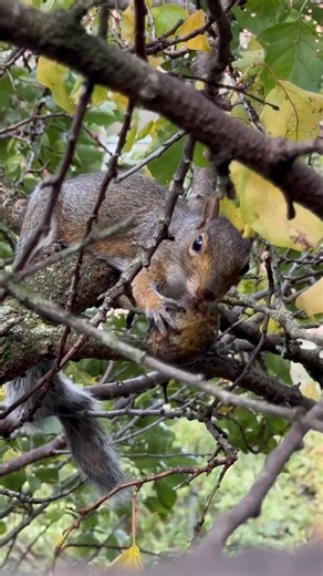 Squirrel enjoying a ripe fig from our fig tree today | The Mouse family that live by the brambles