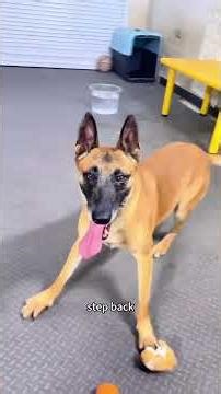 Belgian Malinois version of Bop-it #dog #dogcoach #malinois