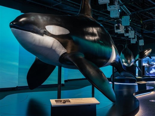 Royal Alberta Museum's new orca exhibit hopes to rehab reputation of majestic creature