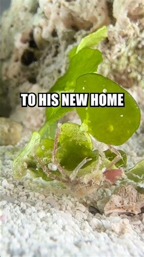 MY NEW DECORATOR CRAB #ocean #aquarium #fishtank #animals #biology #education #crab #nature