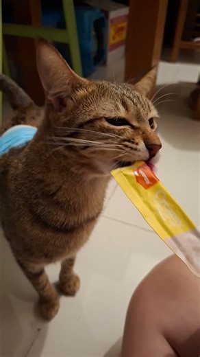 개인위생을 위한 마스크 상시착용 #아싸호랑나비 #고양이