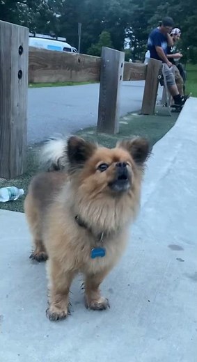 Pomeranian howling
