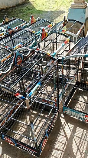 Semangat" Ok ok.... #semuaorang #pengikut | Bening Sangkar