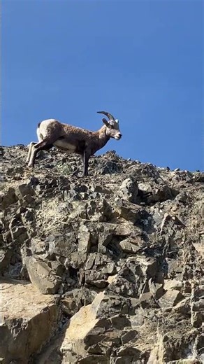 Don’t Skip This Video If You Love Big-Horned Sheep!