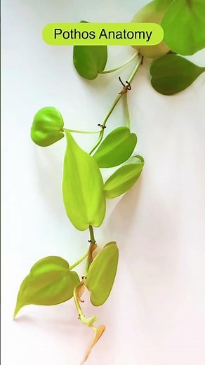 Pothos Anatomy Explained | Read the Vine, Read the Plant #plants #discoverplants #plantanatomy