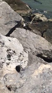 🔴 #Cocodrilo es visto nadando en el #río #Pánuco cerca de la zona de restaurantes de la #escollera de #PlayaMiramar ➡️ Amador, uno de los pescadores de esa zona, nos envía este video en el que se observa el cocodrilo de aproximadamente un metro de largo, nadando pegado a las piedras de la escollera para luego sumergirse y perderse. | Reporte Noreste