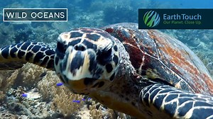 When this curious creature cruises over to investigate the camera, we get a closeup look at one of the most endangered turtles in the world: the hawksbill sea turtle! Using its raptor-like beak a single turtle can scoff down over 1000 pounds (454 kgs) of sea sponges every year. | Earth Touch