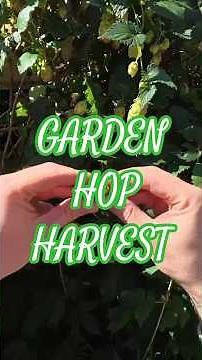 Picking & Drying Hops