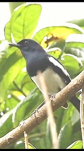 155K views · 2.6K reactions | Call and singing Oriental magpie robin #reels #birds #sounds #nature #singing | Okicau | Facebook