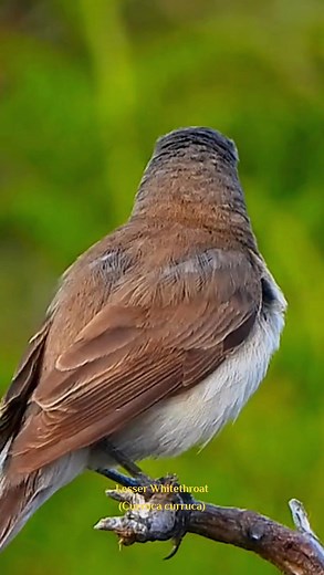 Lesser Whitethroat (Curruca curruca). | Nrfa Kicau