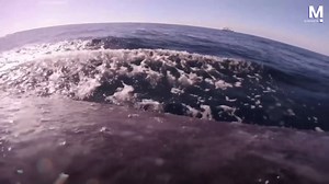 Imágenes inéditas muestran a delfines jugando con ballenas en el fondo del mar