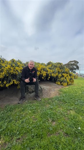 56K views · 336 reactions | You can stop your Goldilocks search for the right tree, we found it for you.  Buy Goldilocks Wattle here: https://www.thetutuguru.com.au/shop/acacia-goldilocks-wattle/ #hellohelloplants #nursery #melbourne #australia #GoldilocksWattle #beautifulplants #landscape #Australiannative #featureingarden #Weepingwaterfall #Lowmaintenance | Hello Hello Plants & Garden Supplies | Facebook