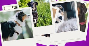 We love seeing everywhere you #gowithnuzzle! Thank you for bringing us along on your adventures. Here's to many more! | Nuzzle | Facebook