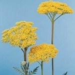 Perennial Plants for South Texas Landscapes - Urban Program Bexar County