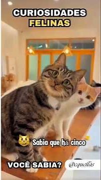 DID YOU KNOW? 5 CLEAR SIGNS THAT YOUR CAT IS SPOILED!