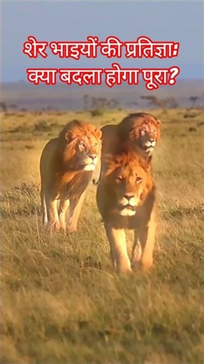 खून का बदला खून: शेर भाइयों की प्रतिज्ञा | Revenge of lion #mapogo #majingilanelions #wildlife #lion