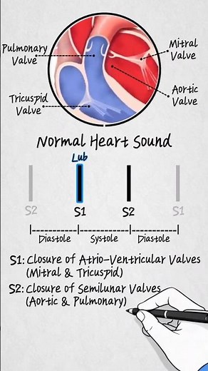 Heart Sound S1, S2, S3 & S4 #heartsound #hearthealth #cardiology #heartmurmur #lubdub
