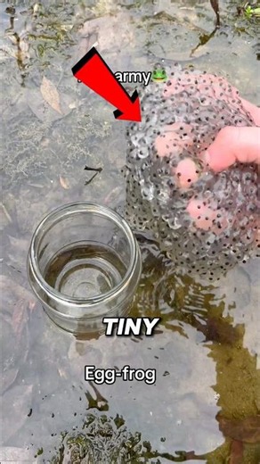 How These Tiny Black Dots Became a Frog Army 🐸