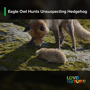 190K views · 2.4K reactions | Eagle owl has to compete with larger predators to hunt down an unsuspecting hedgehog. #owls #hedgehog #hunt | Love Nature | Facebook