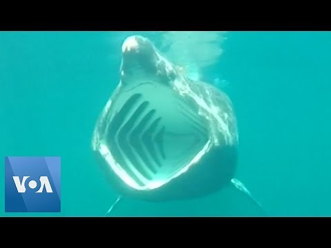 'Shark Cam' Offers New Look at Life of Basking Shark