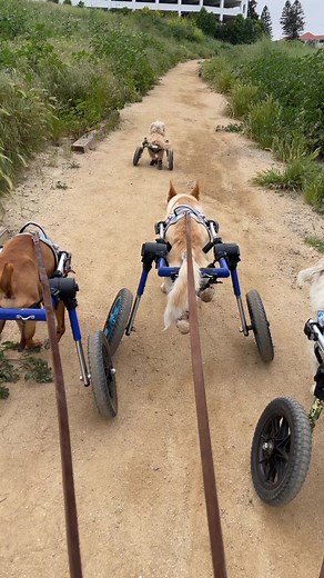 8.1K views · 571 reactions | Keep on rolling boys! 尿尿. #wheeliedogs #disableddog #paralyzeddog #PupsOnWheels | The Unstoppable Dogs | Facebook