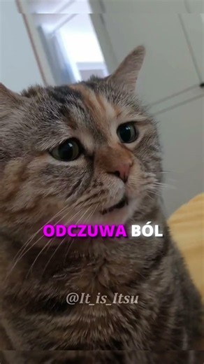 DLACZEGO KOT LOSOWO GRYZIE CIĘ W RĘCE?! 😾🖖#shorts