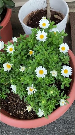 白さを増すスノーポール#花 #garden #ガーデニング