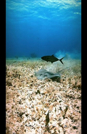 12K views · 583 reactions |  Explore the mysterious world of...