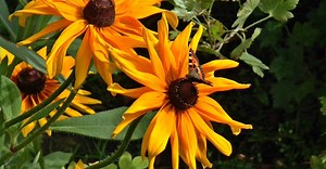 Video by Pixabay on Pexels