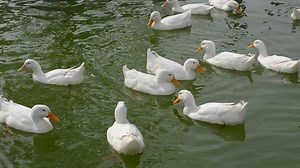 White Ducks Swimming Pond Stock Footage Video (100% Royalty-free) 7323280 | Shutterstock