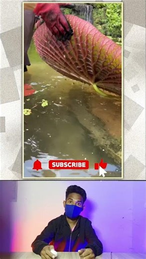 victoria amazonica कितना वजन उठा सकता है? | Facts in hindi #facts #shorts #shortsfeed