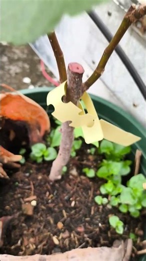 The Growth Journey of Fig Trees: The Joy of Planting | Episode 3088