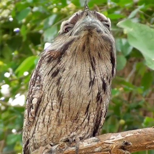 The Cutest Bird That Everyone Thinks Is an Owl! 🥺🦉🪵
