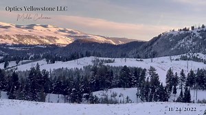 48K views · 4.8K reactions | Yellowstone National Park “The Howl of a Wolf”- wolves The most beautiful and sometimes haunting sound. As quickly as they started howling they got quiet and slipped away … Enjoy the holiday  Happy Thanksgiving Everyone Thank you for watching Optics Yellowstone LLC ©️Melba Coleman | Optics Yellowstone LLC | Facebook