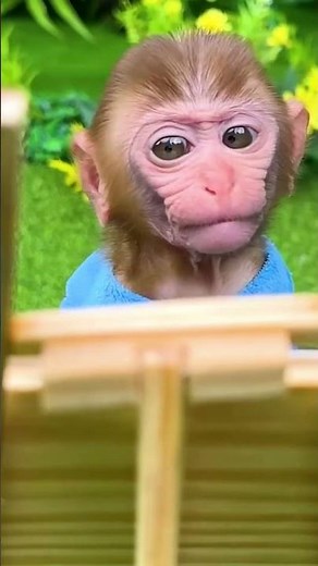 Monkey Bon Bon draws a Cute Animal 🎨 | Bon Bon Indonesian #shorts #funny #animal #monkey #monyet