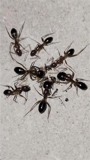 Ants gathering on wall at night.#shorts #viral #insects #ants #wall #gathering #night