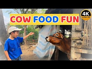 Mon Feeds the Cows – What Do Cows Eat?| Fun Farm Animal Facts | Educational Video For Kids