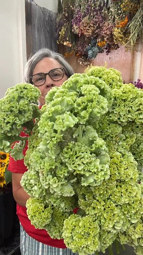 A guide to the essential of starting a flower farming business. Comment BASICS to get my special offer on “Flower Farming School Online:The Basics, Annual Crops, Marketing, & More” Save $200 plus my “Succession Planting Training” that includes a 5-page PDF planting plan!! Gain confidence and guts from knowing what to do—- Offer available until 10/31 midnight. Cockscomb Spring Green. #gardenersworkshopfarm | The Gardener's Workshop