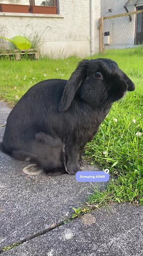 Hazel The Bunny on TikTok