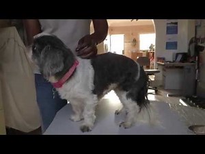 Mangoworms in Miss Ming of Maine!