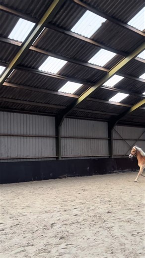 Haflingers are ugly says who? 🫢 #horses #equestrianlife #haflinger #fy #horseriding