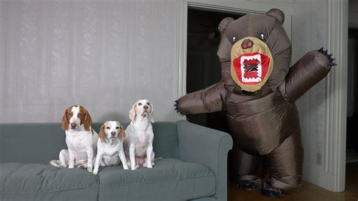 Dogs face evil teddy bear in playful spooky prank