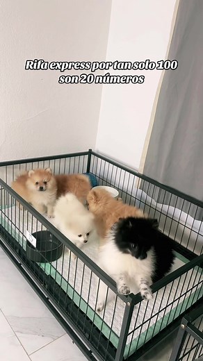 Omar_poms_25 on TikTok