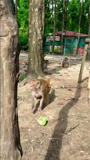 Funny Monkey Adventures | Cute & Hilarious Jungle Moments 🐒