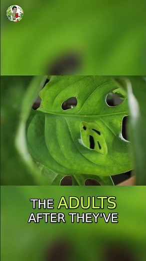 Gnat Apocalypse: Indoor Bug Zapper DESTROYS Fungus Gnats!