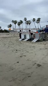 667K views · 22K reactions |  She.is.SPEED. Thank you for giving these adorable elephant seal patients a second chance at life! | Marine Mammal Care Center Los Angeles | Facebook