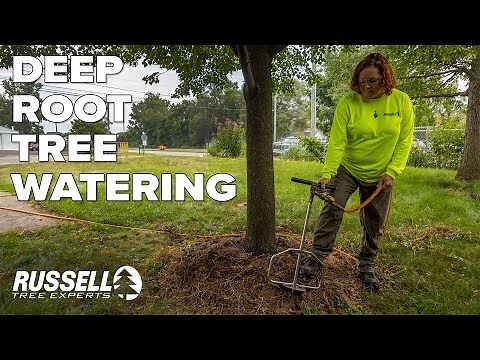 Deep Root Tree Watering in Action!